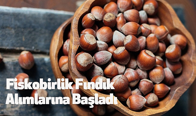 Fiskobirlik Fındık Toplama Sürecine Başladı