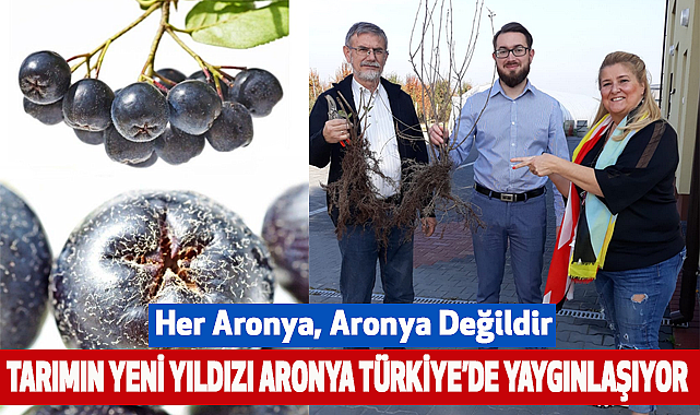 Tarımın Yeni Yıldızı Aronya Türkiye'de Yaygınlaşıyor