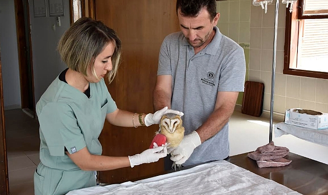 Yaralı Kuşlara Büyükşehir Şefkati