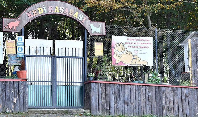 Kedi Kasabası Türkiye'de Örnek Teşkil Ediyor