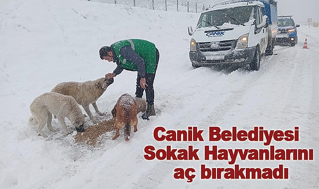 Canik Belediyesi Sokak Hayvanlarını aç bırakmadı