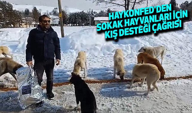 HayKonfed'den Sokak Hayvanları İçin Kış Desteği Çağrısı