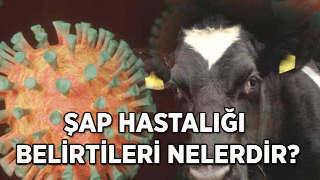 Otomatik Taslak