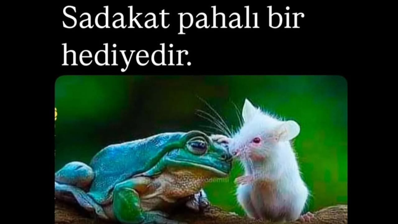Otomatik Taslak
